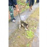 Satu Monyet Penebar Teror di Ciamis Tewas Ditembak, Warga Buru Seekor Lainnya
