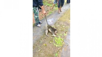 Satu Monyet Penebar Teror di Ciamis Tewas Ditembak, Warga Buru Seekor Lainnya