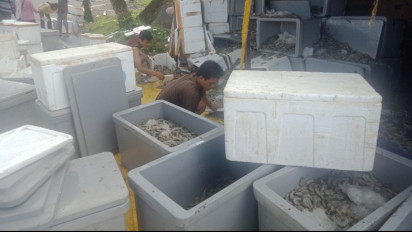 Ribuan Kilo Udang Berhamburan di Jalan Raya Akibat Truk Terguling