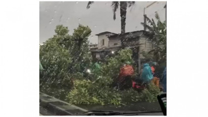 Hujan Deras, Sebuah Pohon Tumbang Timpa Motor di Pasar Minggu