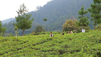 Berlibur di Kebun Teh Medini Sambil Menikmati Sejuknya Udara dekat Gunung Ungaran Kendal