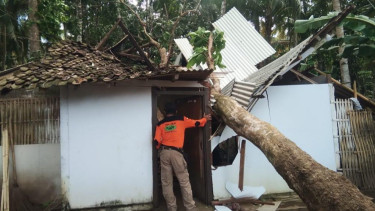 Angin Kencang Terjang Banyuwangi, Pohon-Pohon Tumbang Timpa Rumah dan Mobil Warga