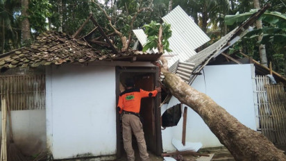 Angin Kencang Terjang Banyuwangi, Pohon-Pohon Tumbang Timpa Rumah dan Mobil Warga