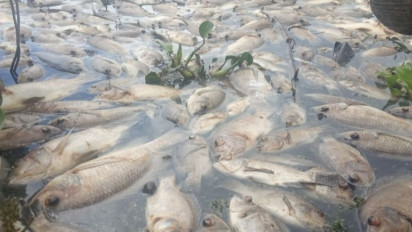 Akibat Cuaca Buruk 912 Ton Ikan di Danau Maninjau Mati, Kerugian Mencapai Rp18,24 Miliar