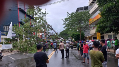 Angin Kencang di Ambon, Sejumlah Pohon Tumbang dan Satu Orang terluka