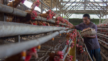 KPPU Dorong Pemerintah Menjamin Kesetaraan Peternak Mandiri