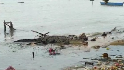Buaya dengan Panjang Empat Meter Teror Warga Kampung Nelayan Pulau Bangka