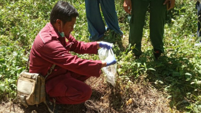 Puluhan Babi Liar Mati di Kabupaten Agam Positif Terpapar Flu Babi Afrika