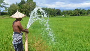 291 Hektare Tanaman Padi di Aceh Utara Alami Gagal Panen Akibat Banjir