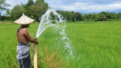 291 Hektare Tanaman Padi di Aceh Utara Alami Gagal Panen Akibat Banjir