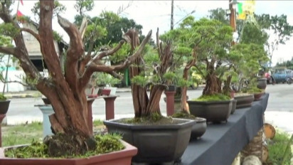 Momen Libur Natal, Bangkitkan Gairah Ekonomi Kreatif Melalui Pameran Bonsai Unik di Kobar
