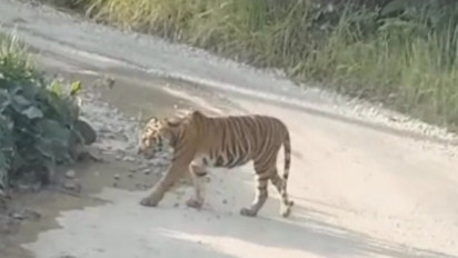 Harimau Sumatera Melintas di Jalan Lintas Provinsi, Para Pengguna Jalan Panik