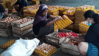 Jumlah Ayam Sedikit dan Permintaan Telur Meningkat Saat Nataru, Peternak Boyolali Kewalahan