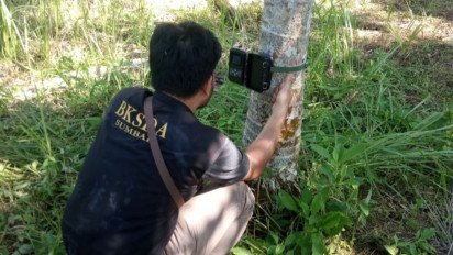 Harimau Sumatera Liar Diduga Masuk ke Permukiman di Agam untuk Mencari Makan