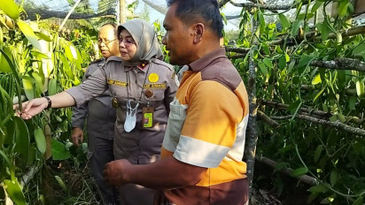 Vanili Mulai Jadi Primadona Ekspor Sumut