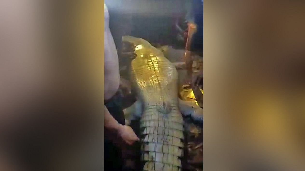 Warga Jaloh Tangkap Buaya Pemangsa Manusia
            - galeri foto