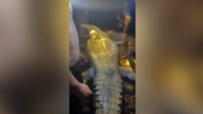 Warga Jaloh Tangkap Buaya Pemangsa Manusia