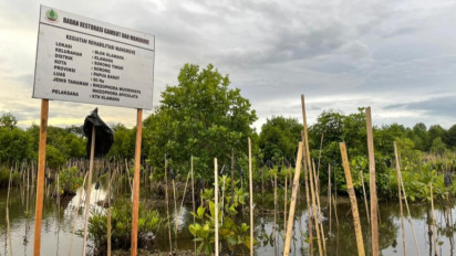 Capaian Restorasi Gambut dan Mangrove Pecah Rekor