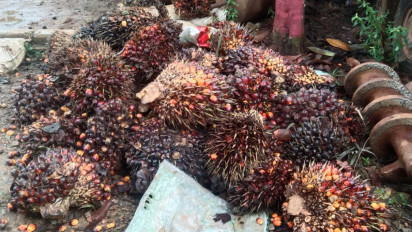 Rekap 2021: Kasus Pencurian Sawit Tertinggi di Kobar, Disusul Kasus Narkoba