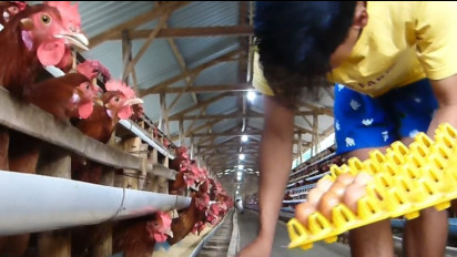 Ibu-Ibu di Sleman Tolong Sabar, Harga Telur Ayam Melambung Tinggi