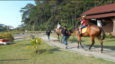 Yuk Ajak Main Si Kecil Lihat Ranch Kuda Eropa di Kendal