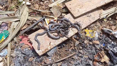 Ngeri! Belasan Ular Kobra Jawa Teror Rumah Warga