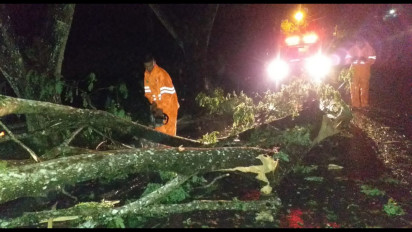 Akibat Cuaca Buruk Pohon Tumbang Tutup Ruas Jalan Utama Sijunjung