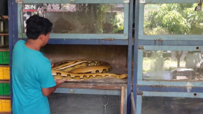 Hobi Budidaya Ular Piton, Datangkan Rejeki Puluhan Juta Rupiah