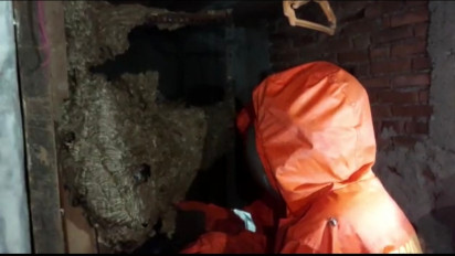 Sarang Tawon Vespa Raksasa Dievakuasi Damkar