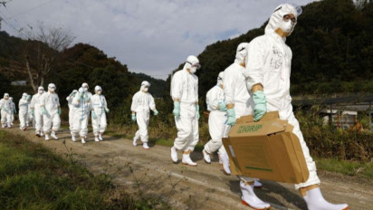 Terinfeksi Flu Burung, 190 Ribu Ayam di Belanda Dimusnahkan