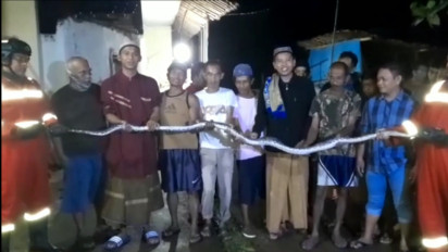 Petugas Damkar Kabupaten Kuningan Amankan Ular Sanca Kembang Berukuran 3 Meter di Area Pemukiman Warga