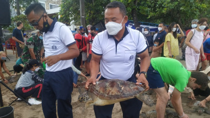33 Ekor Penyu Hijau Hasil Sitaan TNI AL Dilepasliarkan di Pantai Kuta