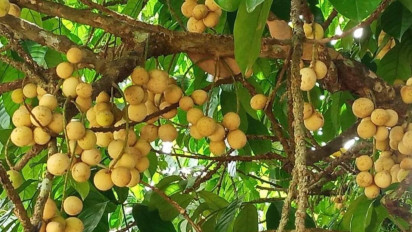 Musim Panen, Musi Banyuasin Jadi Surga Penikmat Buah Duku