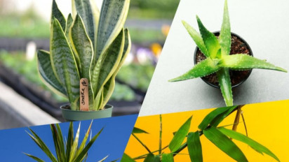 10 Januari Hari Sejuta Pohon Sedunia. Kenali Manfaat Tanaman Dalam Ruangan