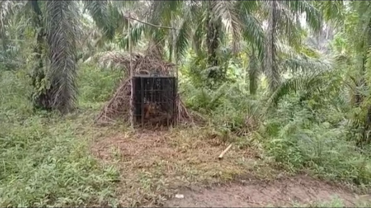 Sempat Teror Warga, Harimau Sumatera Akhirnya Masuk Perangkap Setelah Satu Bulan Masuk ke Permukiman di Agam
            - galeri foto
