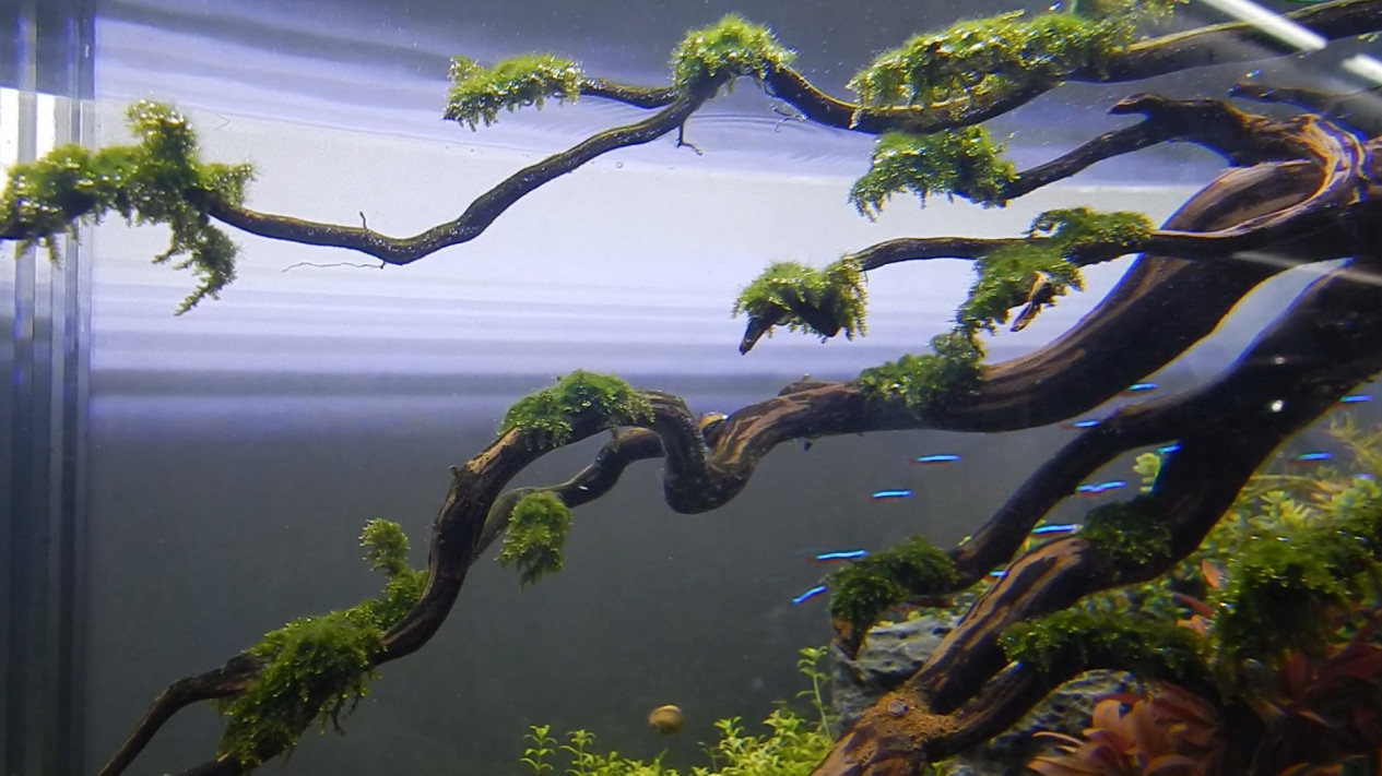 Aquascape, Seni Keindahan Bawah Air yang Jadi Hobi Menguntungkan
            - galeri foto