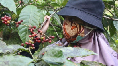 Permintaan Dunia Membaik, LPEI Gencar Kembangkan Desa Devisa Kopi