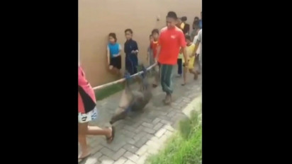 Seekor Babi Hutan Masuk ke Pemukiman Gegerkan Warga