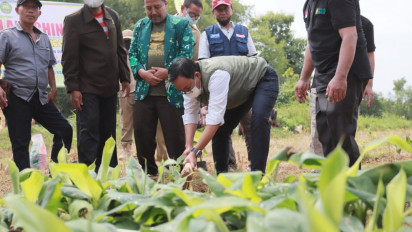 Launching Desa Tematik di Bidang Pertanian dengan Penanaman 1000 Bibit Pohon Pisang Cavendish