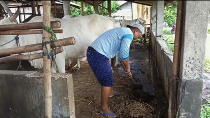 Gas Elpiji Mahal, Warga di Rembang Manfaatkan Kotoran Sapi untuk Biogas