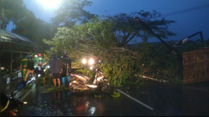 Pohon Sono Kembang Tumbang Akibat Hujan Deras Disertai Angin Kencang, Akses Jalan Tertutup