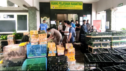 Tim Gabungan Karantina Hewan dan Pertanian Surabaya Berhasil Gagalkan Penyelundupan Ribuan Satwa Liar Endemik