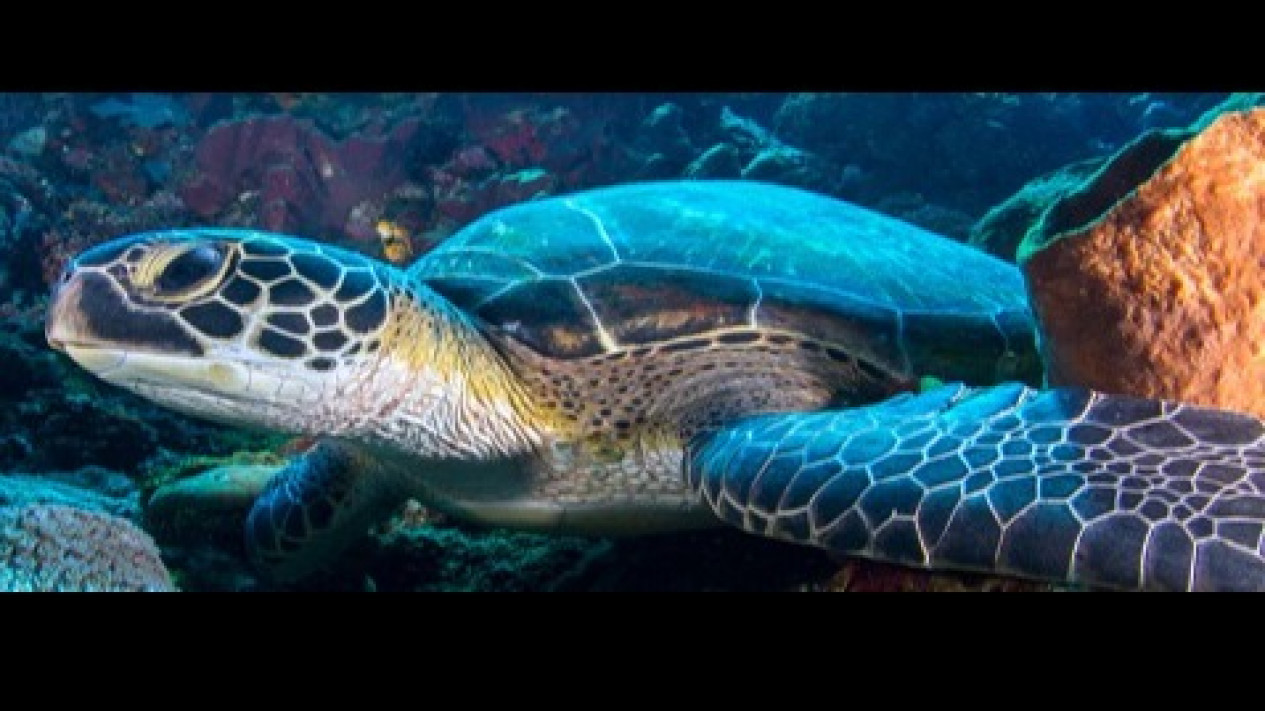 Jaga Kenyamanan Wisman di Pulau Bunaken, Polisi Gencarkan Patroli
            - galeri foto