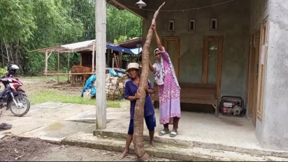 Heboh, Petani di Rembang Panen Ketela Berukuran Jumbo Sepanjang 2,6 meter