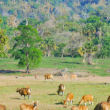 Tempat Wisata di Banyuwangi