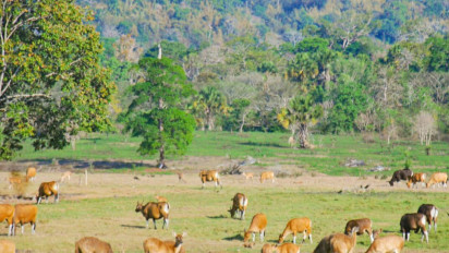 Tempat Wisata di Banyuwangi