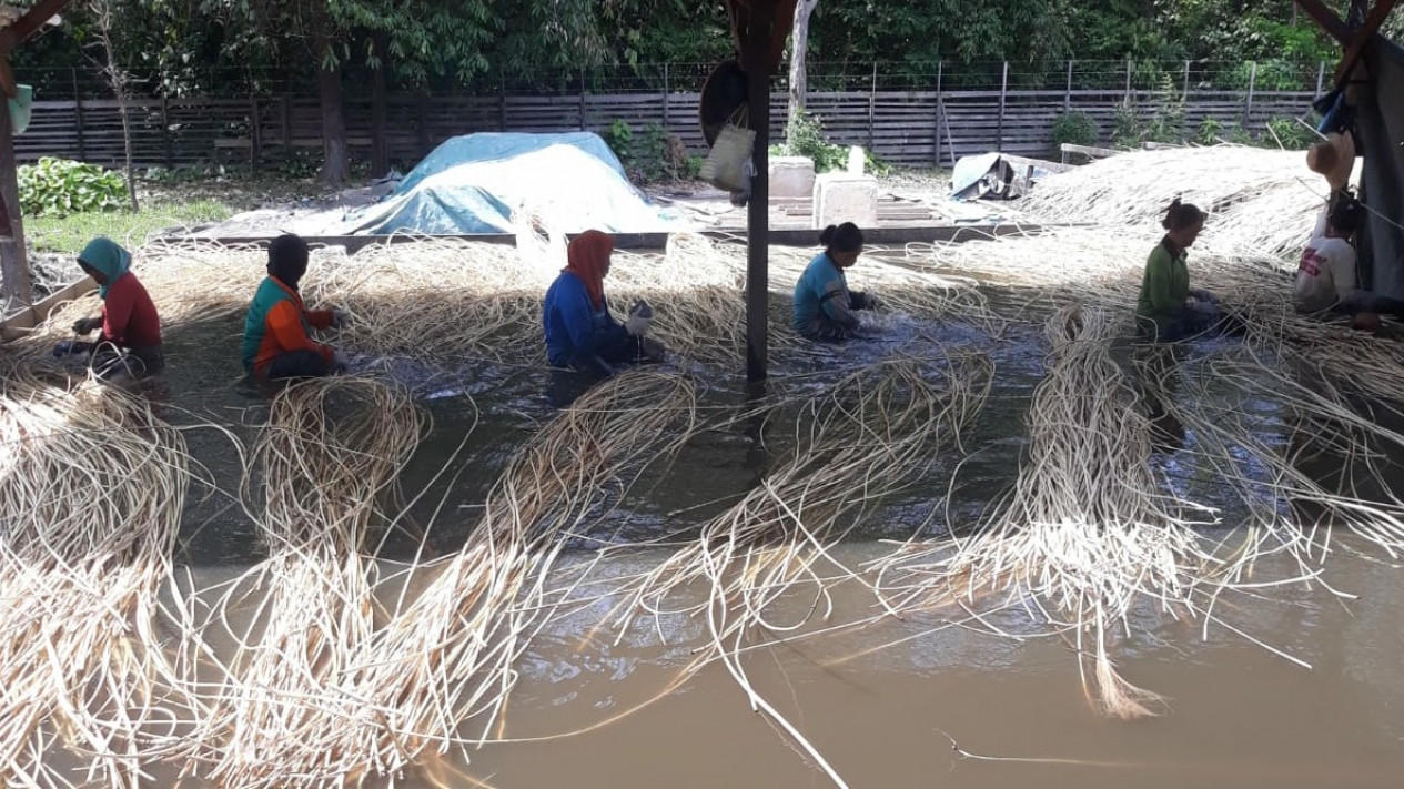 Harga Rotan di Kotawaringin Timur Tetap Bertahan di Harga Terendah
            - galeri foto