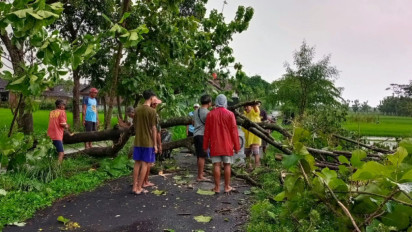 Hujan Es Disertai Angin Kencang Terjang Kabupaten Klaten, Sejumlah Pohon Tumbang