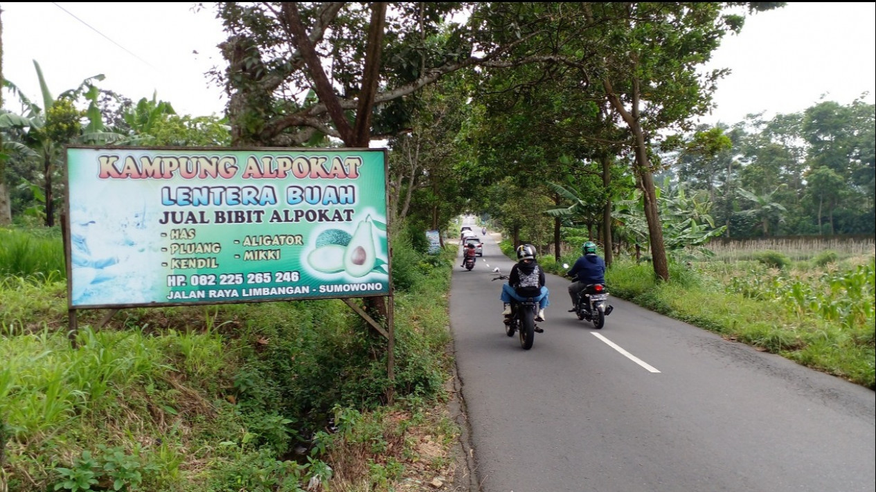 Yuk ke Desa Gondang di Kendal, Menikmati Alpukat Super Langsung di Kebunnya
            - galeri foto