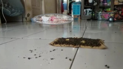 Ribuan Lalat Hitam Serbu Permukiman, Warga Menderita Diare dan Sakit Perut